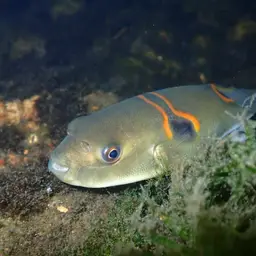 Ocellated Puffer, photo 2