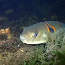 Ocellated Puffer, photo 3