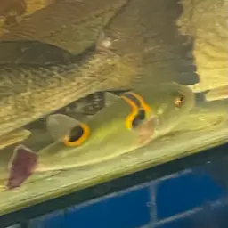 Ocellated Puffer, photo 8
