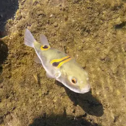 Ocellated Puffer, photo 9