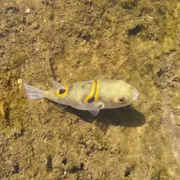 Ocellated Puffer, photo 10