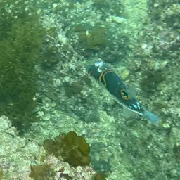 Ocellated Puffer, photo 11