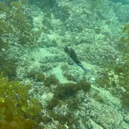 Ocellated Puffer, photo 12