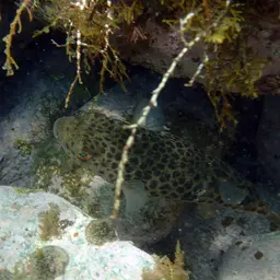 Panther Puffer, photo 1
