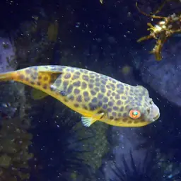 Panther Puffer, photo 2