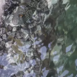 Panther Puffer, photo 3