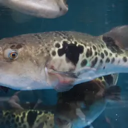 Tiger Puffer, photo 1