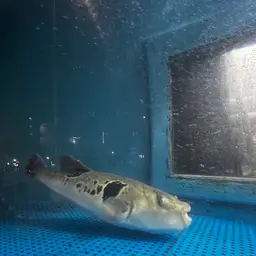 Tiger Puffer, photo 2