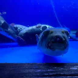 Tiger Puffer, photo 3