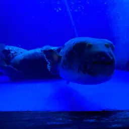 Tiger Puffer, photo 4