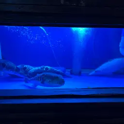 Tiger Puffer, photo 5