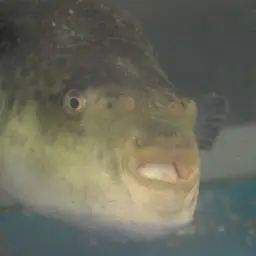 Tiger Puffer, photo 6