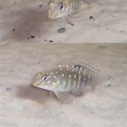 Spotfin Goby Cichlid, photo 1