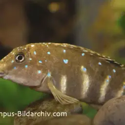 Spotfin Goby Cichlid, photo 2