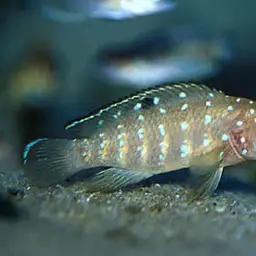 Spotfin Goby Cichlid, photo 3