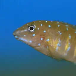 Spotfin Goby Cichlid, photo 4