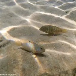 Spotfin Goby Cichlid, photo 5