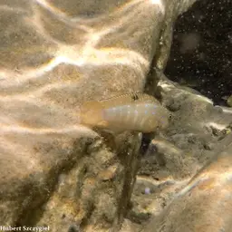 Spotfin Goby Cichlid, photo 6