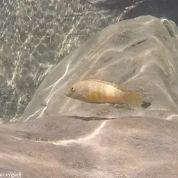 Spotfin Goby Cichlid, photo 7