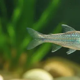 Tanganyika Killifish, photo 12