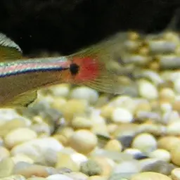 White Cloud Mountain Minnow, photo 1