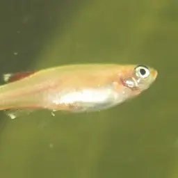 White Cloud Mountain Minnow, photo 2
