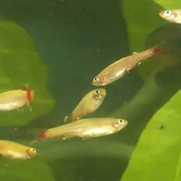 White Cloud Mountain Minnow, photo 3