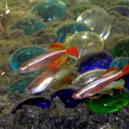 White Cloud Mountain Minnow, photo 4