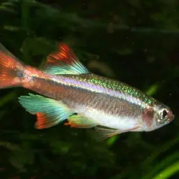 White Cloud Mountain Minnow, photo 5