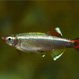 White Cloud Mountain Minnow, photo 6