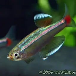 White Cloud Mountain Minnow, photo 7