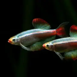 White Cloud Mountain Minnow, photo 8