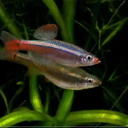 White Cloud Mountain Minnow, photo 9