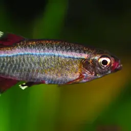 White Cloud Mountain Minnow, photo 10
