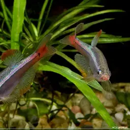 White Cloud Mountain Minnow, photo 11