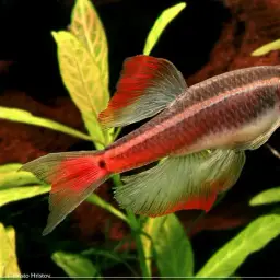 White Cloud Mountain Minnow, photo 12