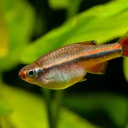 Vietnamese White Cloud Minnow, photo 2