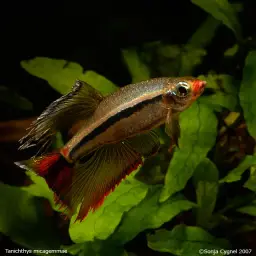 Vietnamese White Cloud Minnow, photo 3
