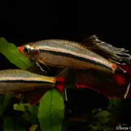 Vietnamese White Cloud Minnow, photo 4