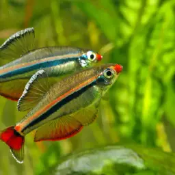 Vietnamese White Cloud Minnow, photo 5
