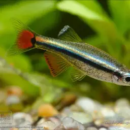 Vietnamese White Cloud Minnow, photo 6