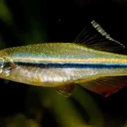 Vietnamese White Cloud Minnow, photo 8