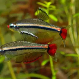 Vietnamese White Cloud Minnow, photo 9