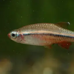 Vietnamese White Cloud Minnow, photo 10