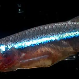 Vietnamese White Cloud Minnow, photo 11