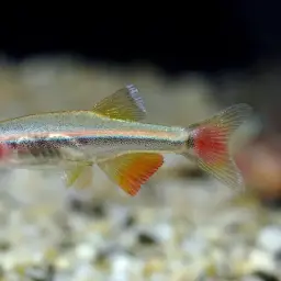 Vietnamese White Cloud Minnow, photo 12