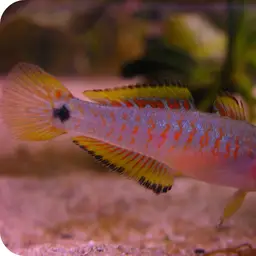 Peacock Gudgeon, photo 1