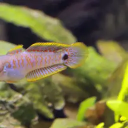 Peacock Gudgeon, photo 3