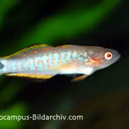 Peacock Gudgeon, photo 4