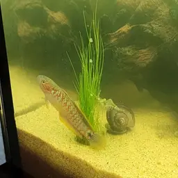 Peacock Gudgeon, photo 5